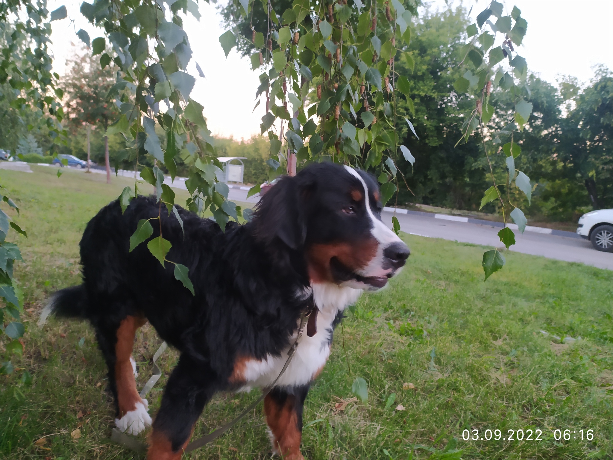 My Bern (Semuel) - My, Dog, Bernese mountain dog, Longpost