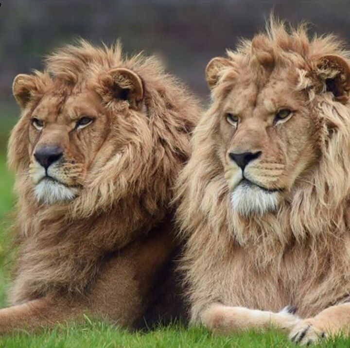 formidable - a lion, Rare view, Big cats, Cat family, Mammals, Animals, Wild animals, The photo, King of beasts, Predatory animals