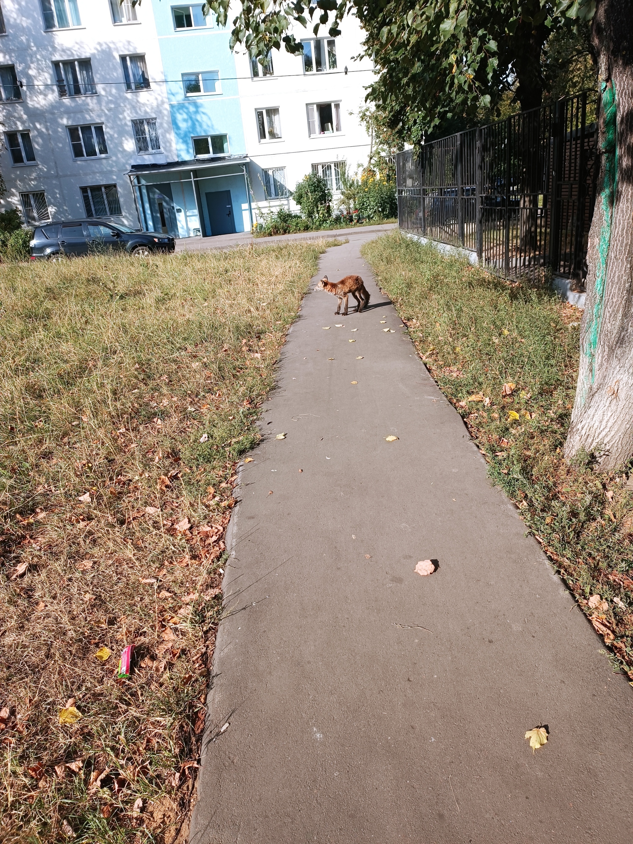 Fox in the city - My, Wild animals, Fox, Town, Longpost