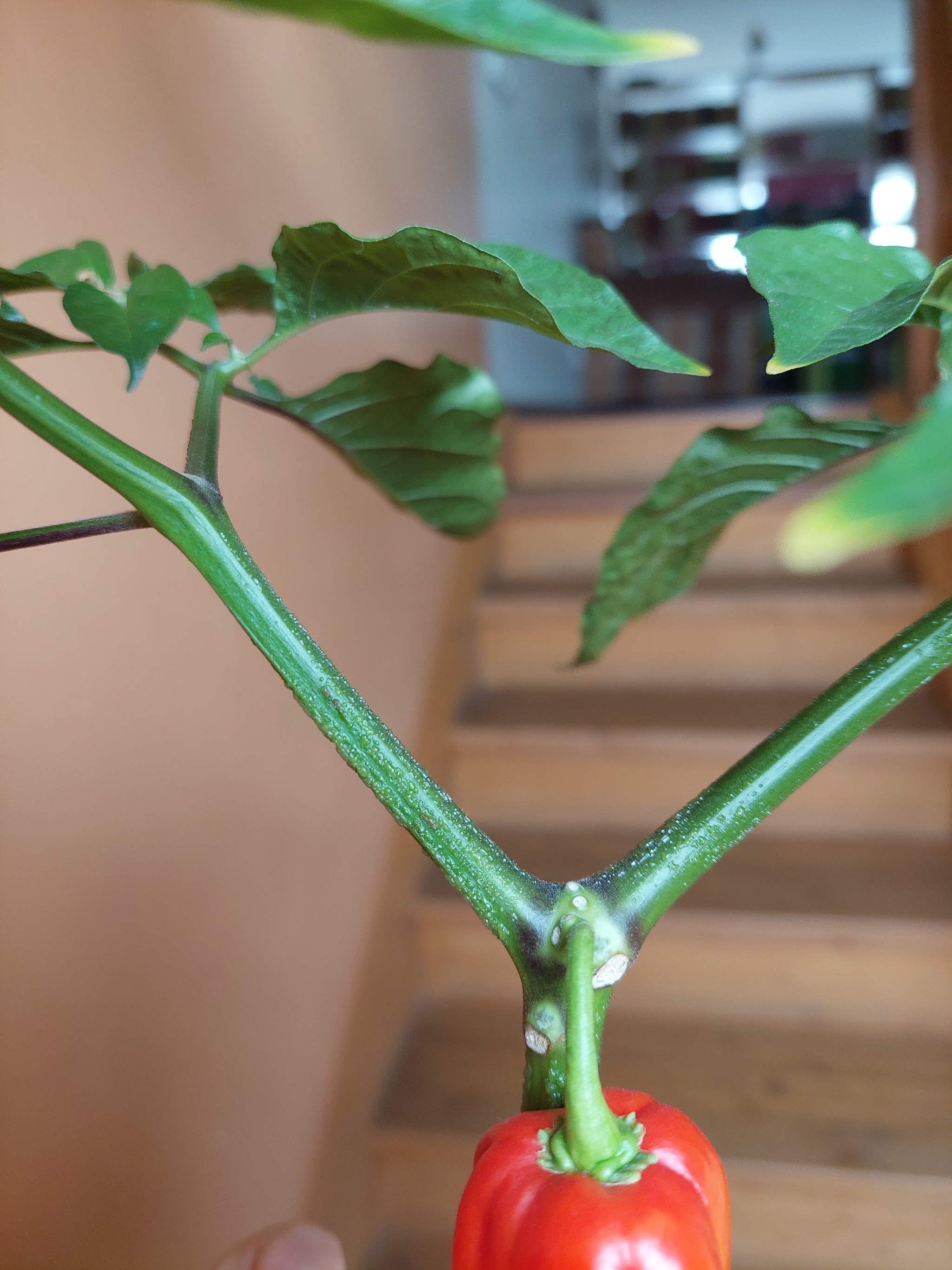 Need help with pepper - My, Pepper, Hot peppers, Gardening, Help, Longpost