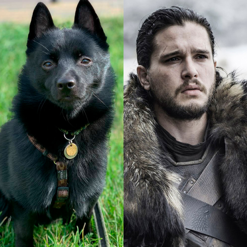 I need charismatic pickup pets! - My, cat, Dog, Game of Thrones, Portrait, Portrait by photo, Photoshop, Longpost, The photo