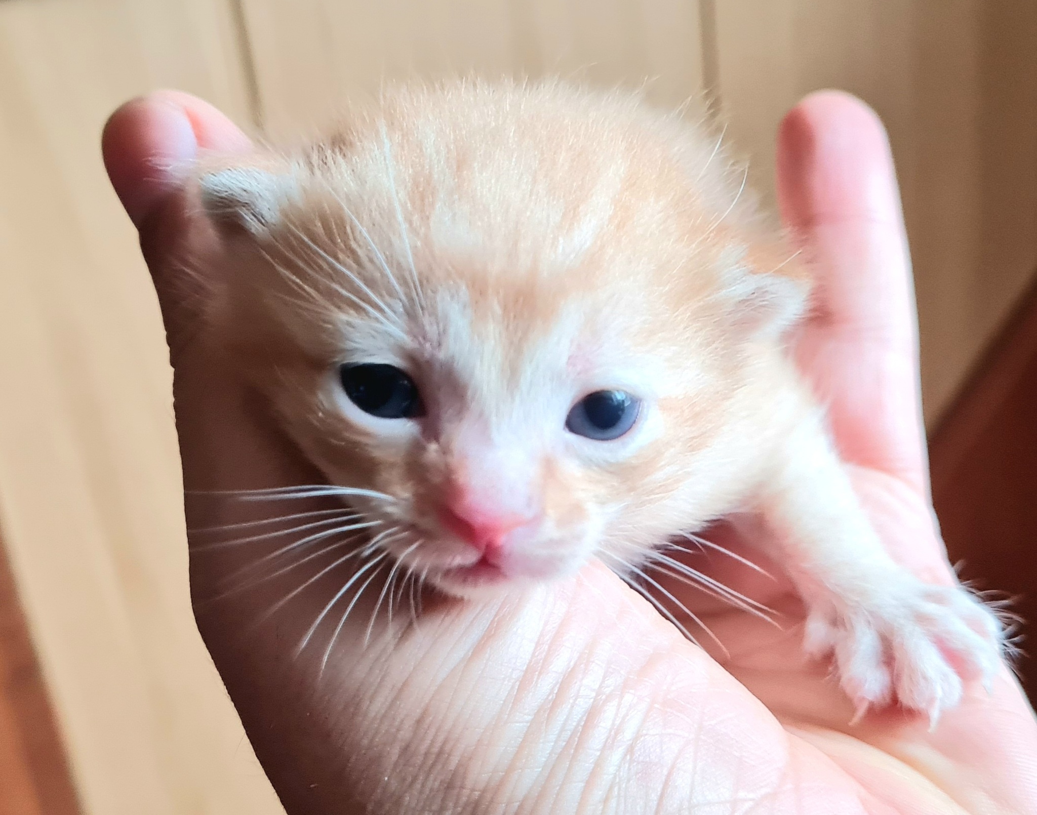 They choose us. Basya is already a mother - Bastet, Tricolor cat, Milota, cat