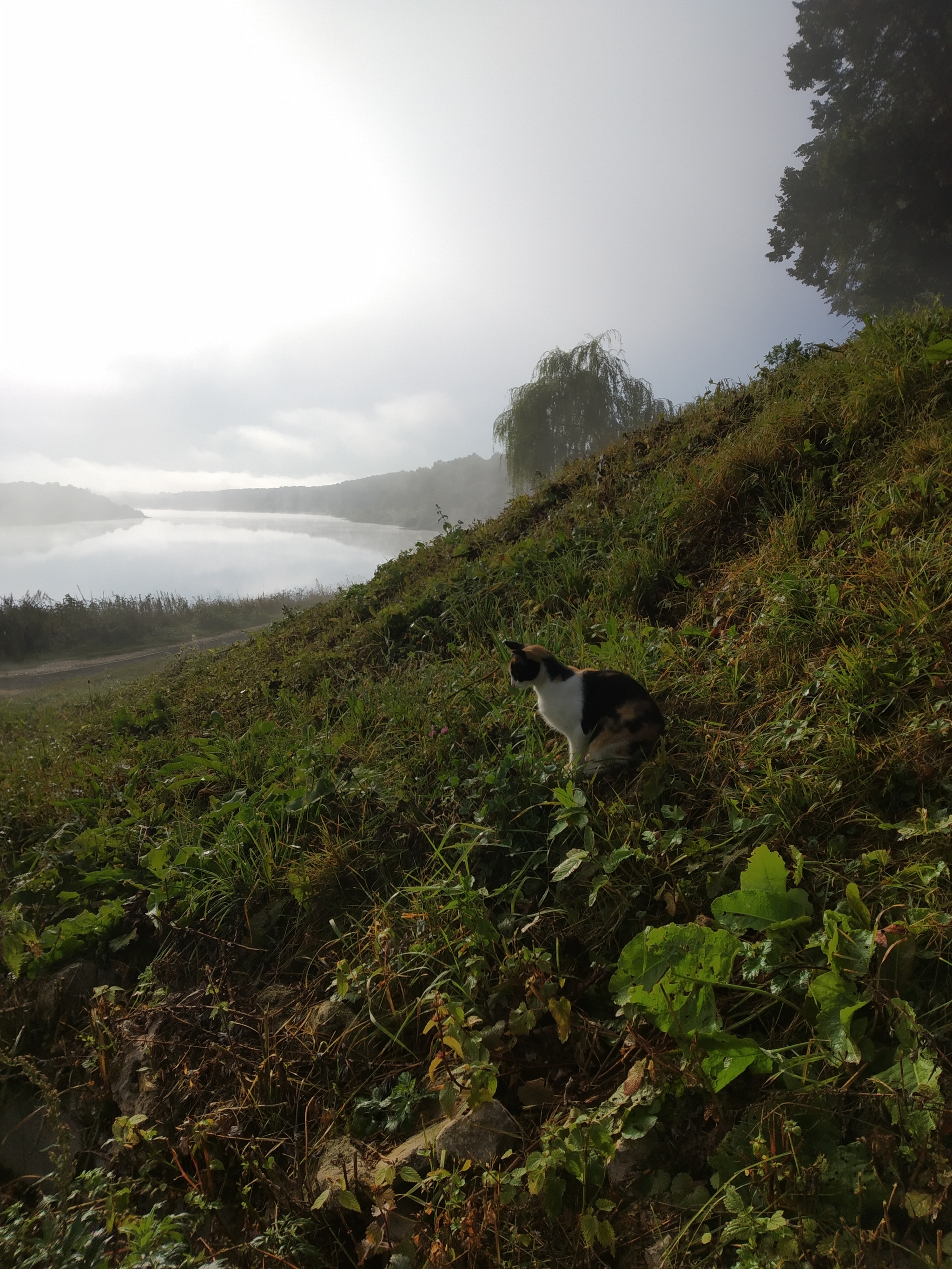 Foggy morning on the Oka - My, River, Fog, cat, Longpost