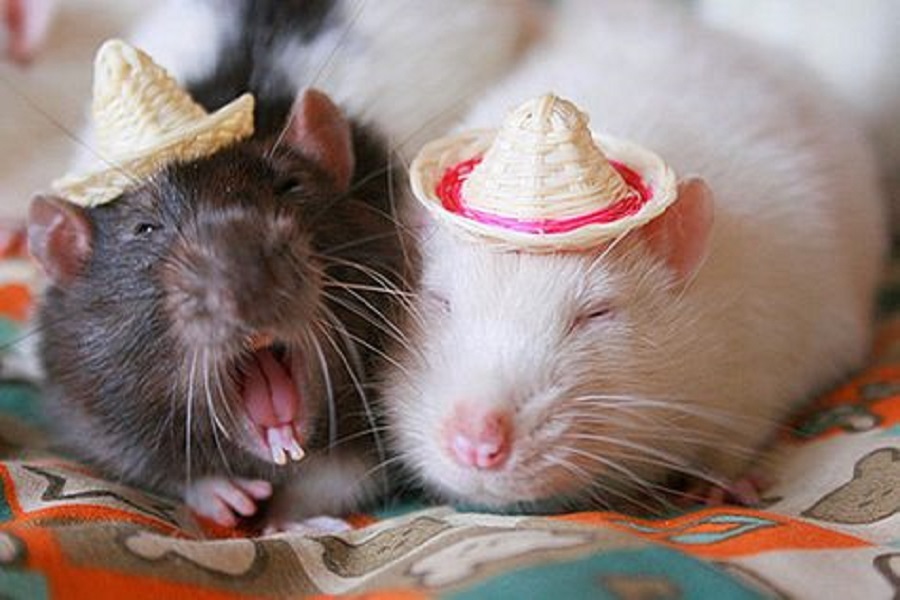 El mariachi desperado - Rat, Decorative rats, The photo, Pets