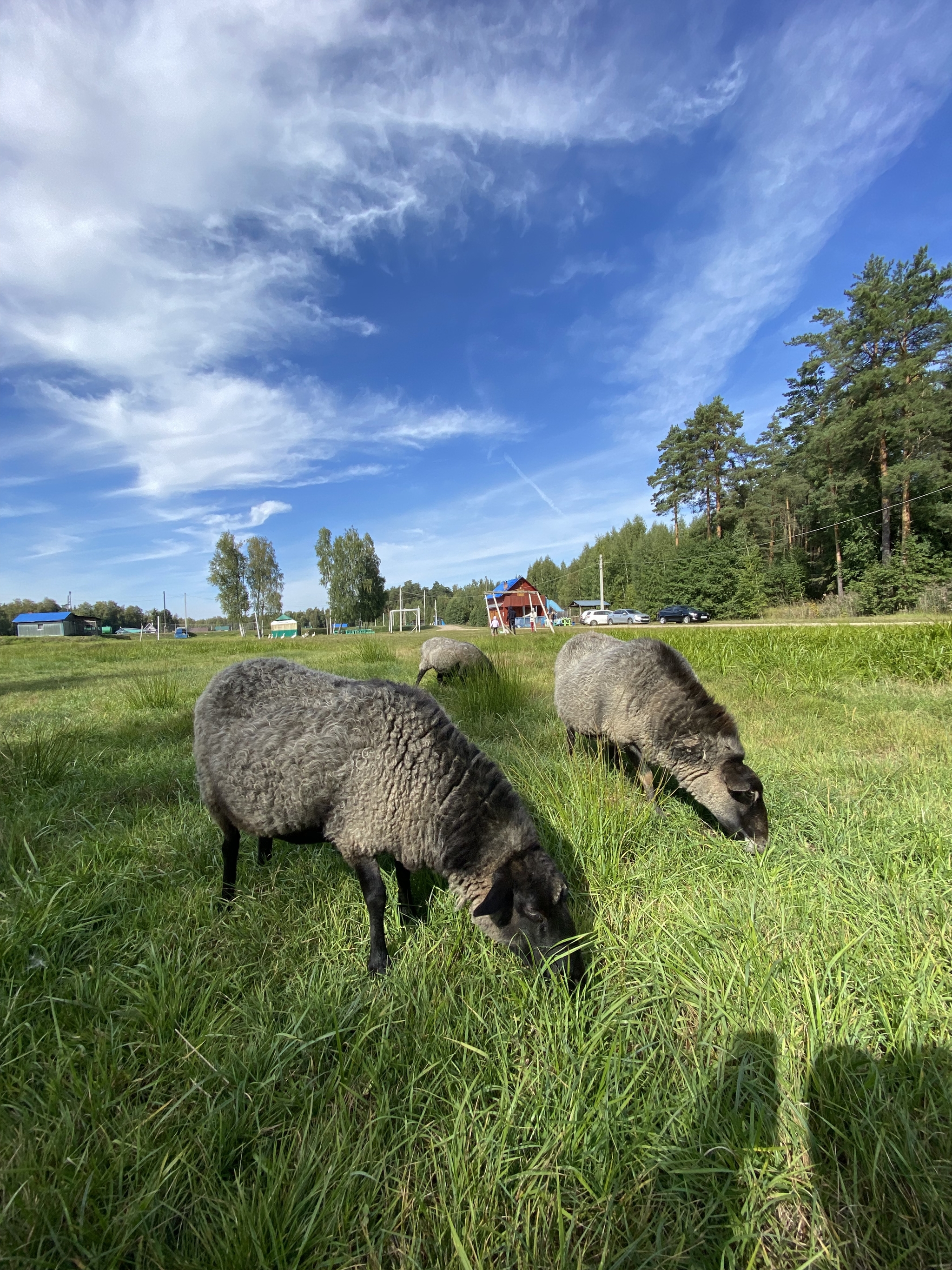 One sheep, two sheep... - My, Sheeps, Autumn