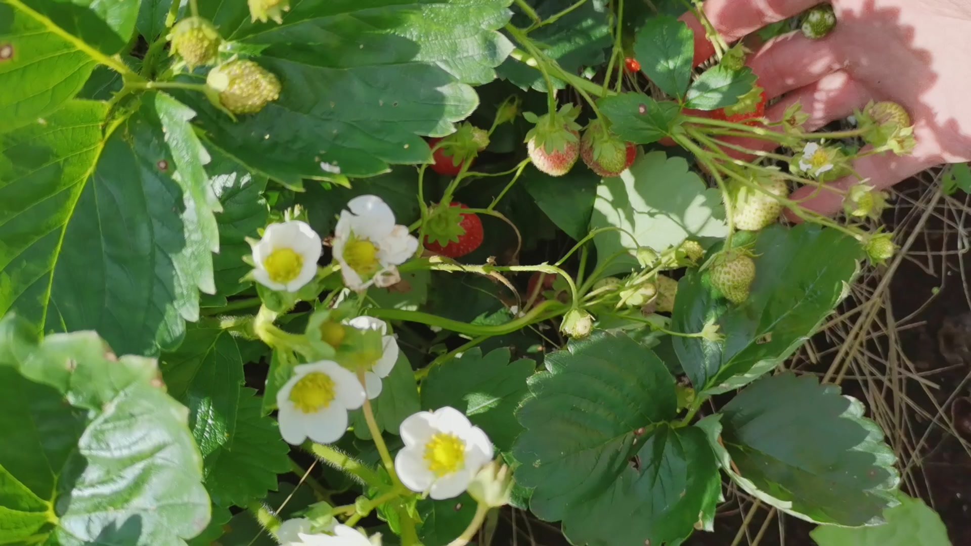 We pick berries all August. Late harvest of garden strawberry remontant - My, Strawberry, Berries, Garden, Harvest, Garden, Bloom, Gardening, Video, Youtube, Longpost, Plants