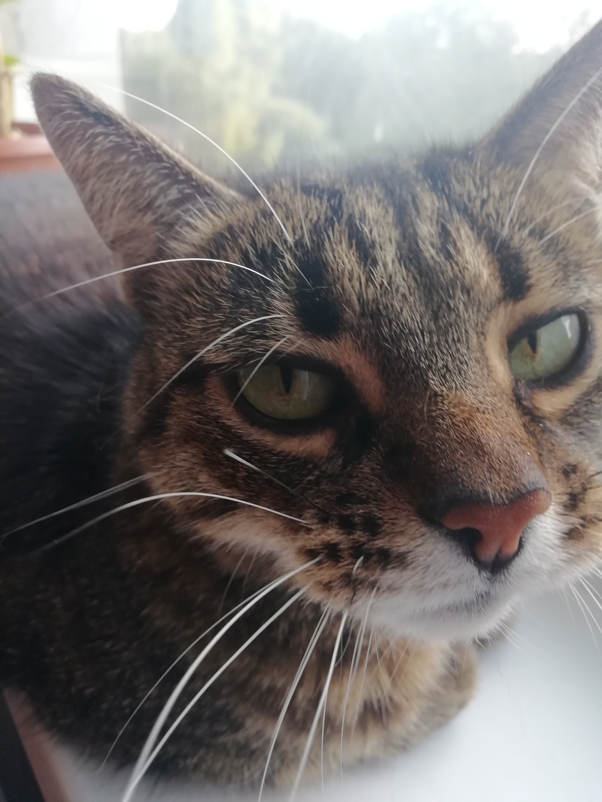 caramel spout - My, cat, Pets, The photo, Nose, Longpost