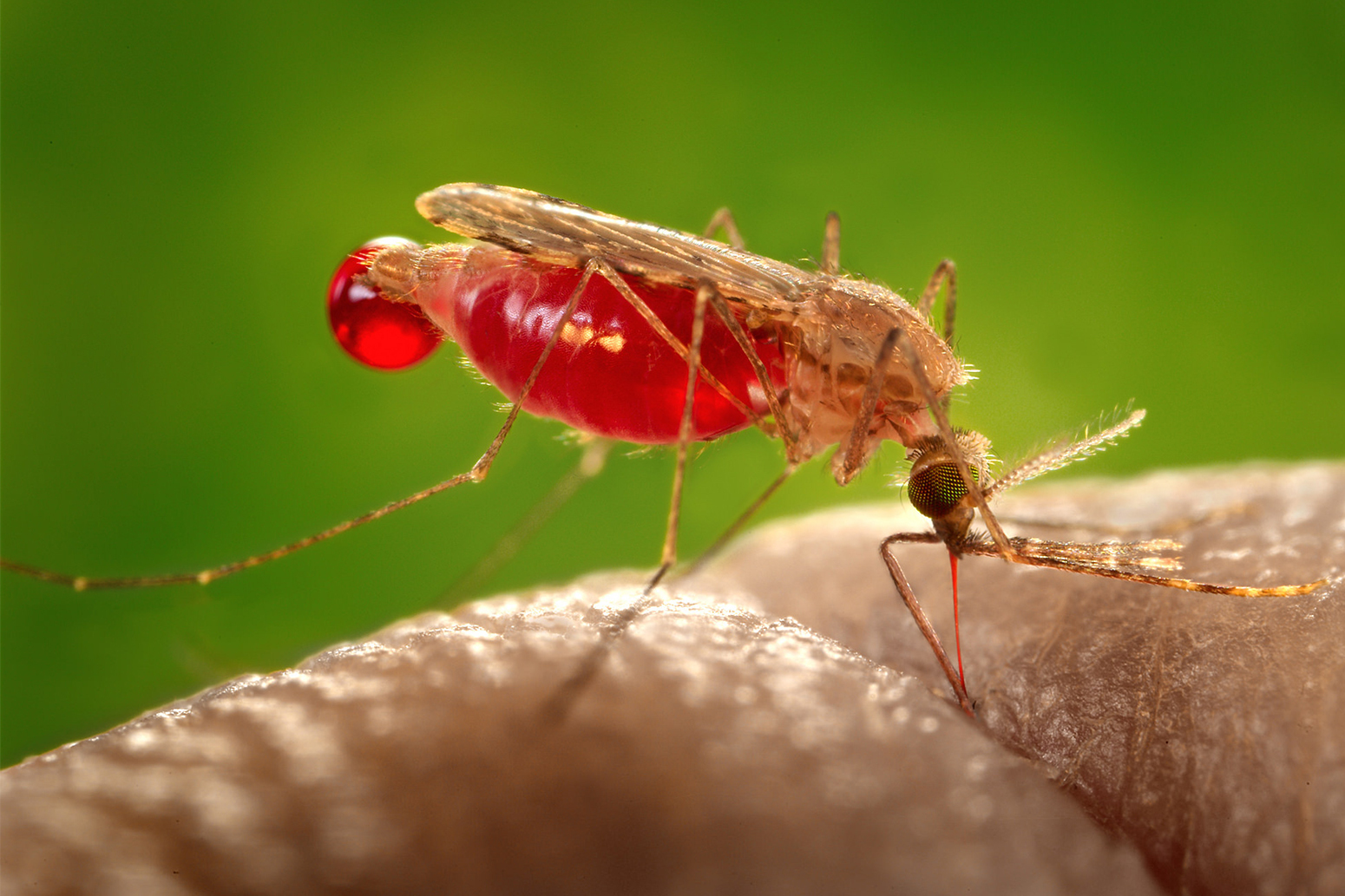 Why mosquitoes are called the deadliest animals on the planet - Research, Mosquitoes, Insects, Longpost