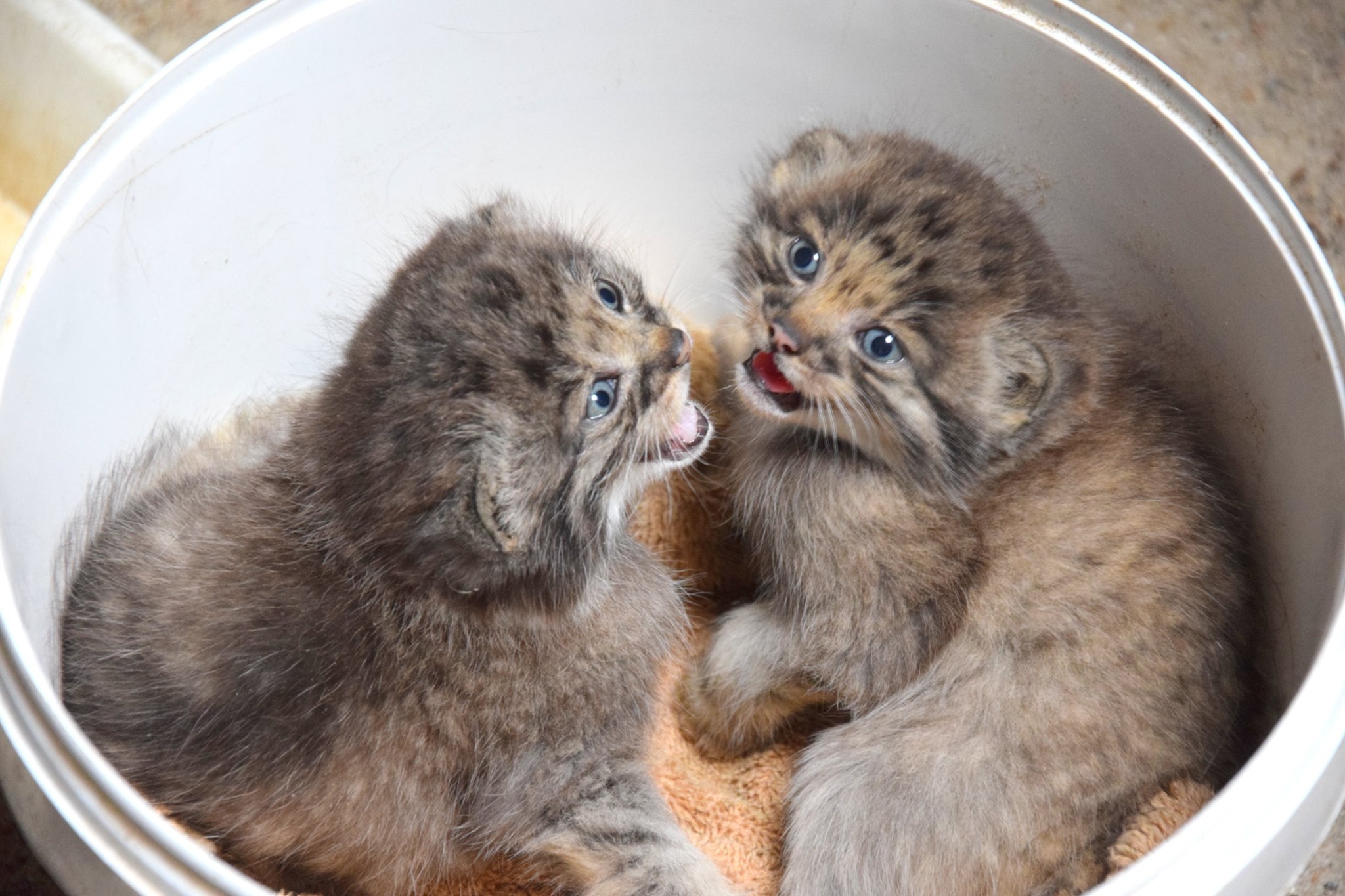 It was a good harvest - Pallas' cat, Pet the cat, Small cats, Cat family, Wild animals, Young, Fluffy, The photo, Longpost, Predatory animals