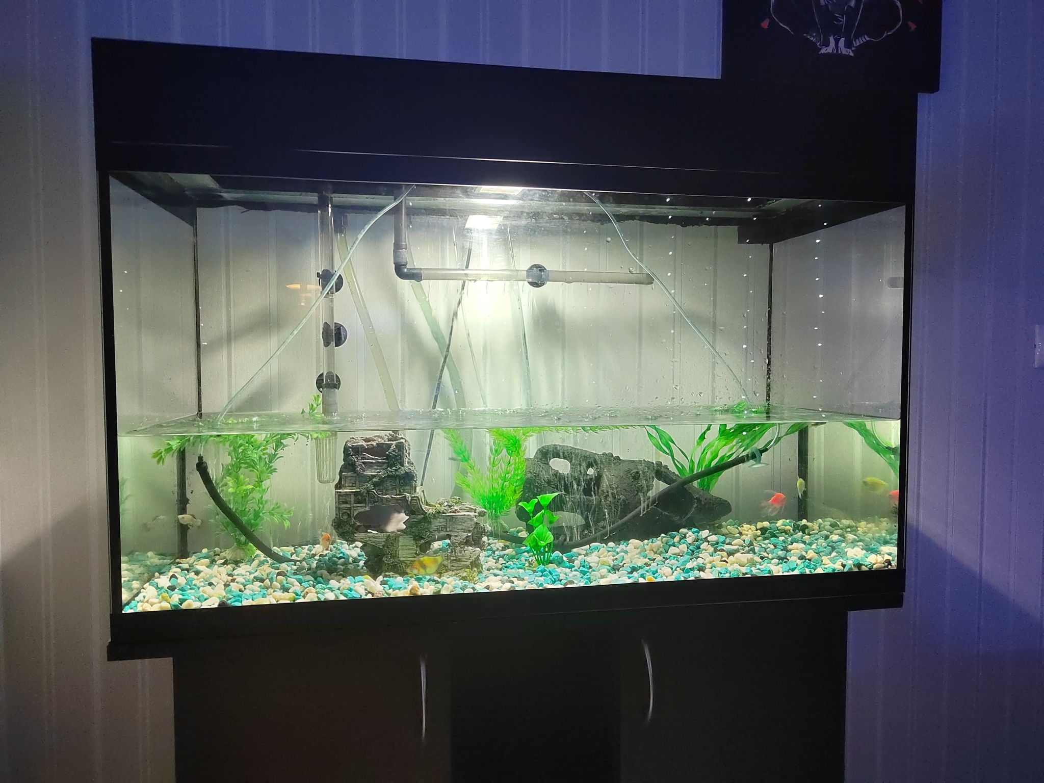 How did the dream come true - My, Aquarium, Aquarium fish, Aquarium, Dream, Longpost