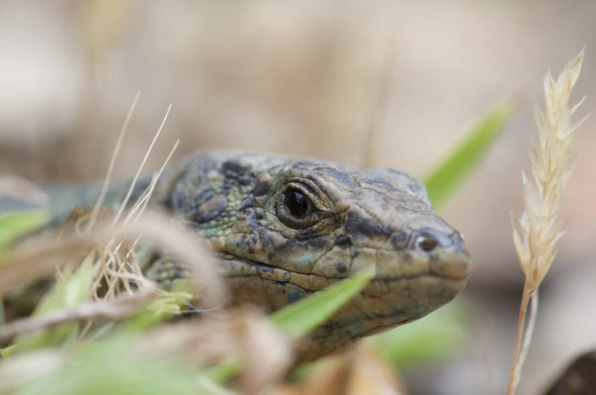 Balearic Lizard: Befriended a stinky flower to catch insects. An amazing symbiosis of such different living organisms - Lizard, Reptiles, Animal book, Yandex Zen, Longpost, GIF