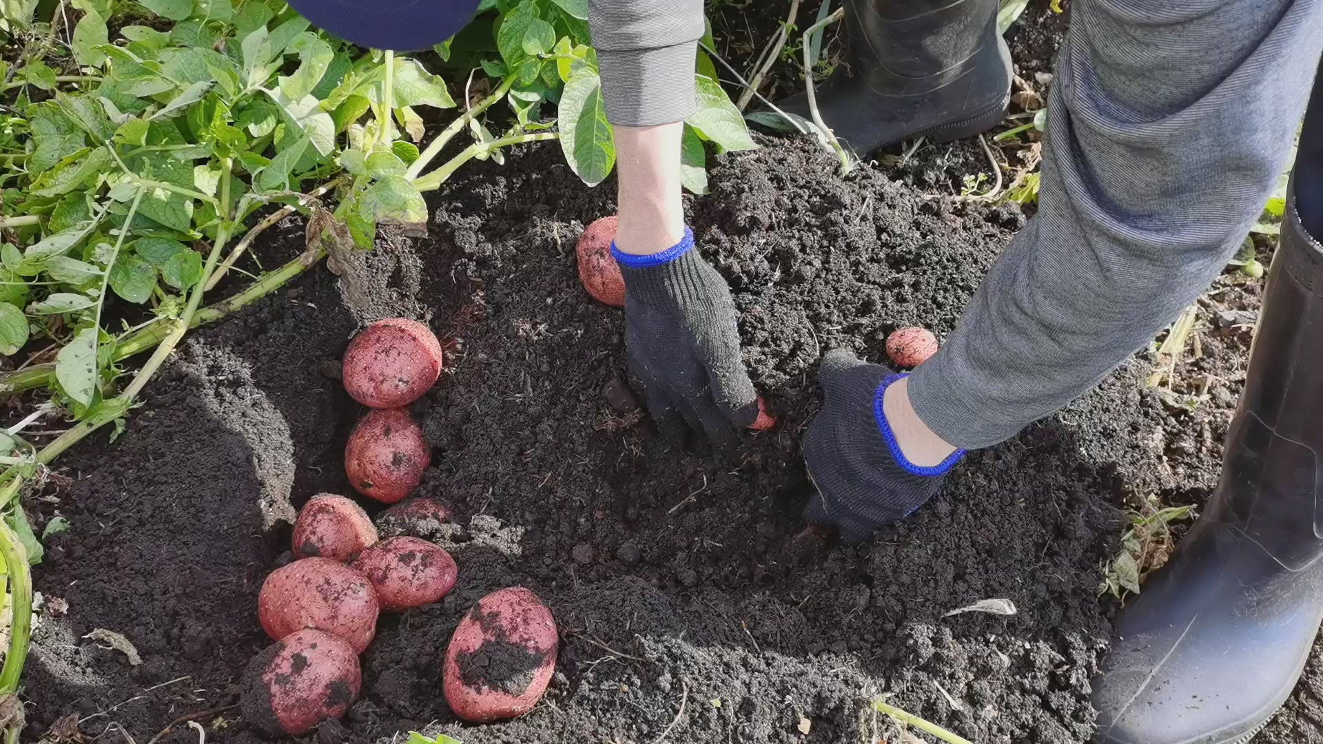 I'm digging Irbitsky potatoes from Gardens of Russia. Harvest of 10 potatoes - My, Potato, Harvest, Garden, Plants, Harvesting, Youtube, Longpost, Video