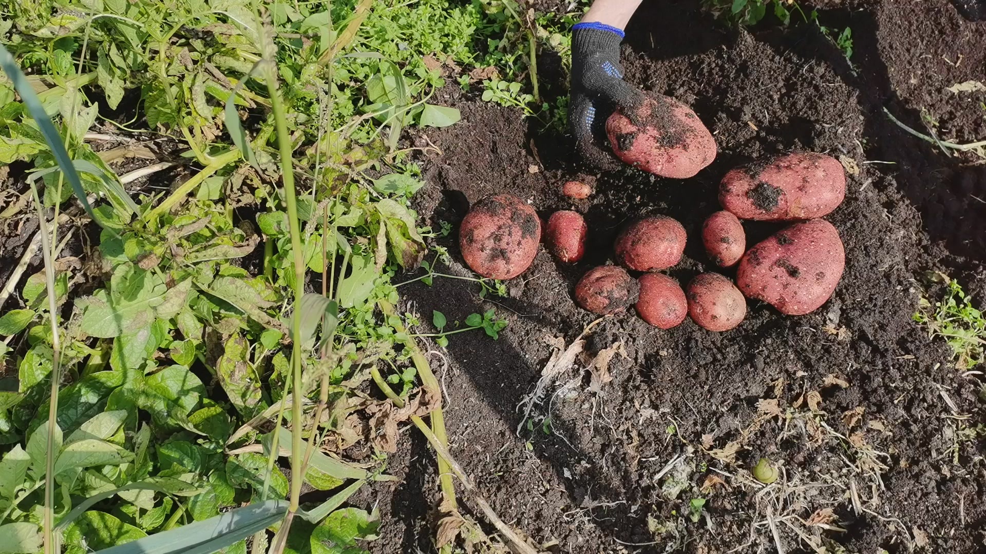 I'm digging Irbitsky potatoes from Gardens of Russia. Harvest of 10 potatoes - My, Potato, Harvest, Garden, Plants, Harvesting, Youtube, Longpost, Video