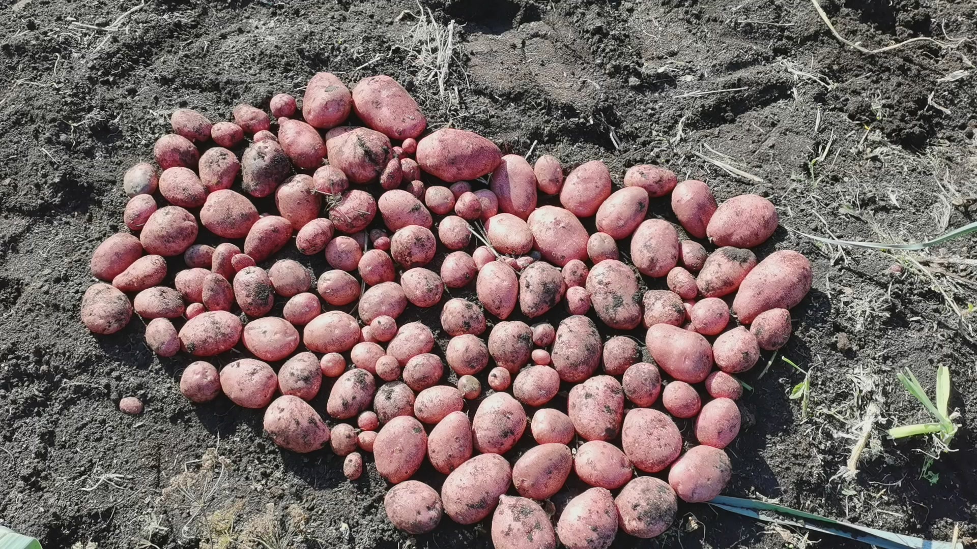 I'm digging Irbitsky potatoes from Gardens of Russia. Harvest of 10 potatoes - My, Potato, Harvest, Garden, Plants, Harvesting, Youtube, Longpost, Video