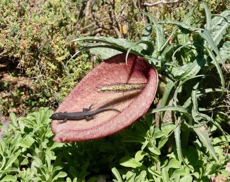 Balearic Lizard: Befriended a stinky flower to catch insects. An amazing symbiosis of such different living organisms - Lizard, Reptiles, Animal book, Yandex Zen, Longpost, GIF