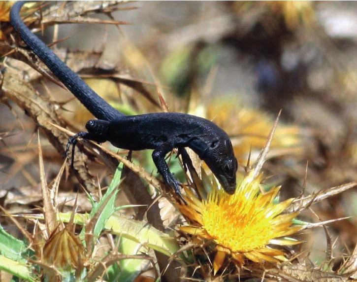 Balearic Lizard: Befriended a stinky flower to catch insects. An amazing symbiosis of such different living organisms - Lizard, Reptiles, Animal book, Yandex Zen, Longpost, GIF