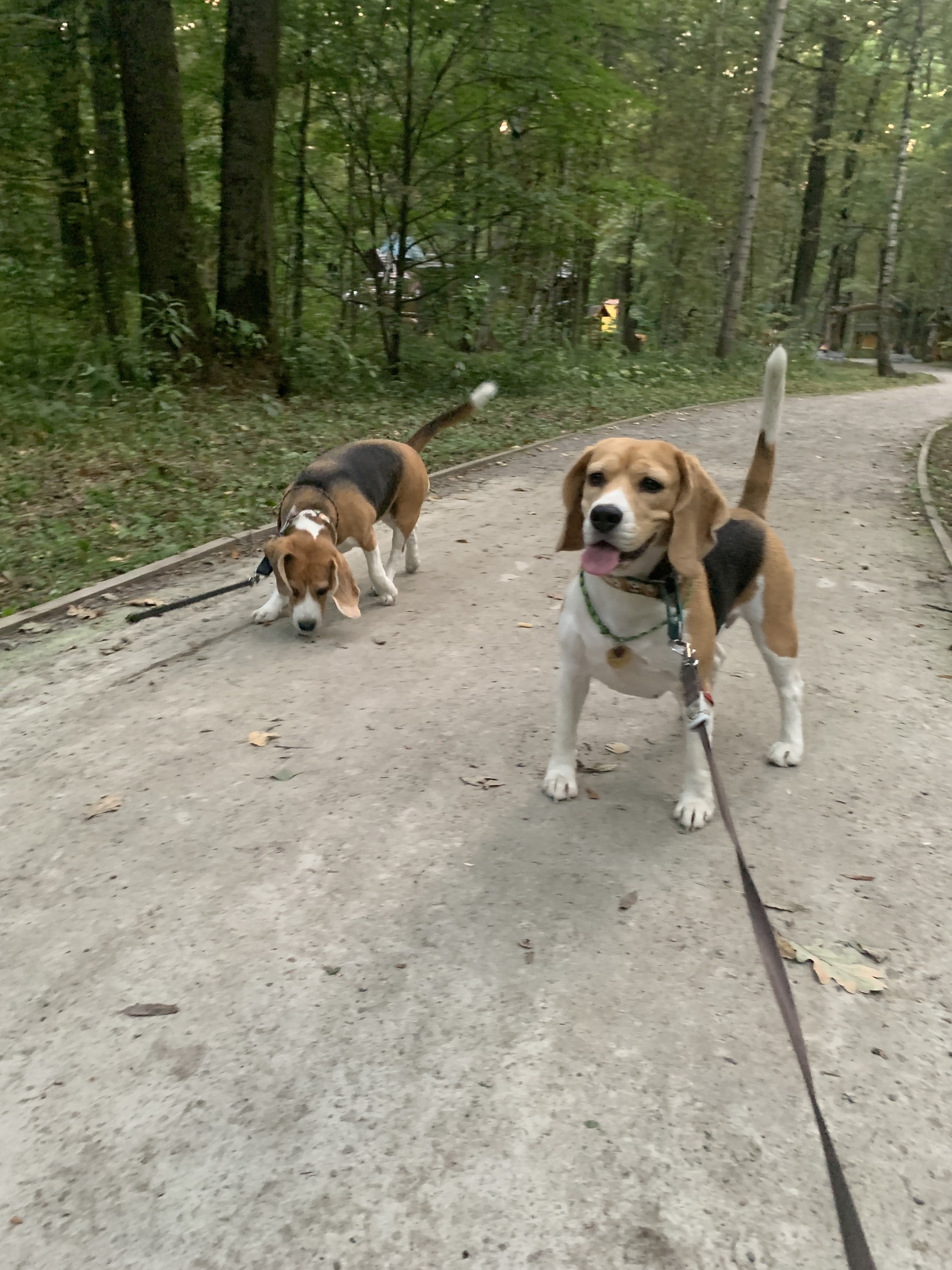 Let's hunt! - My, Dog, Beagle