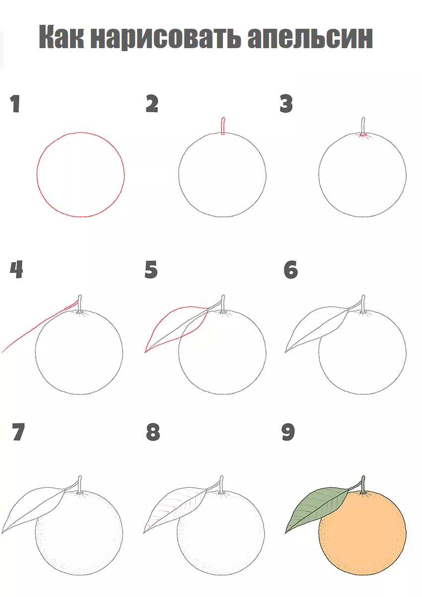 How to draw an orange step by step - Child development, Painting, Beginner artist, Creation, My