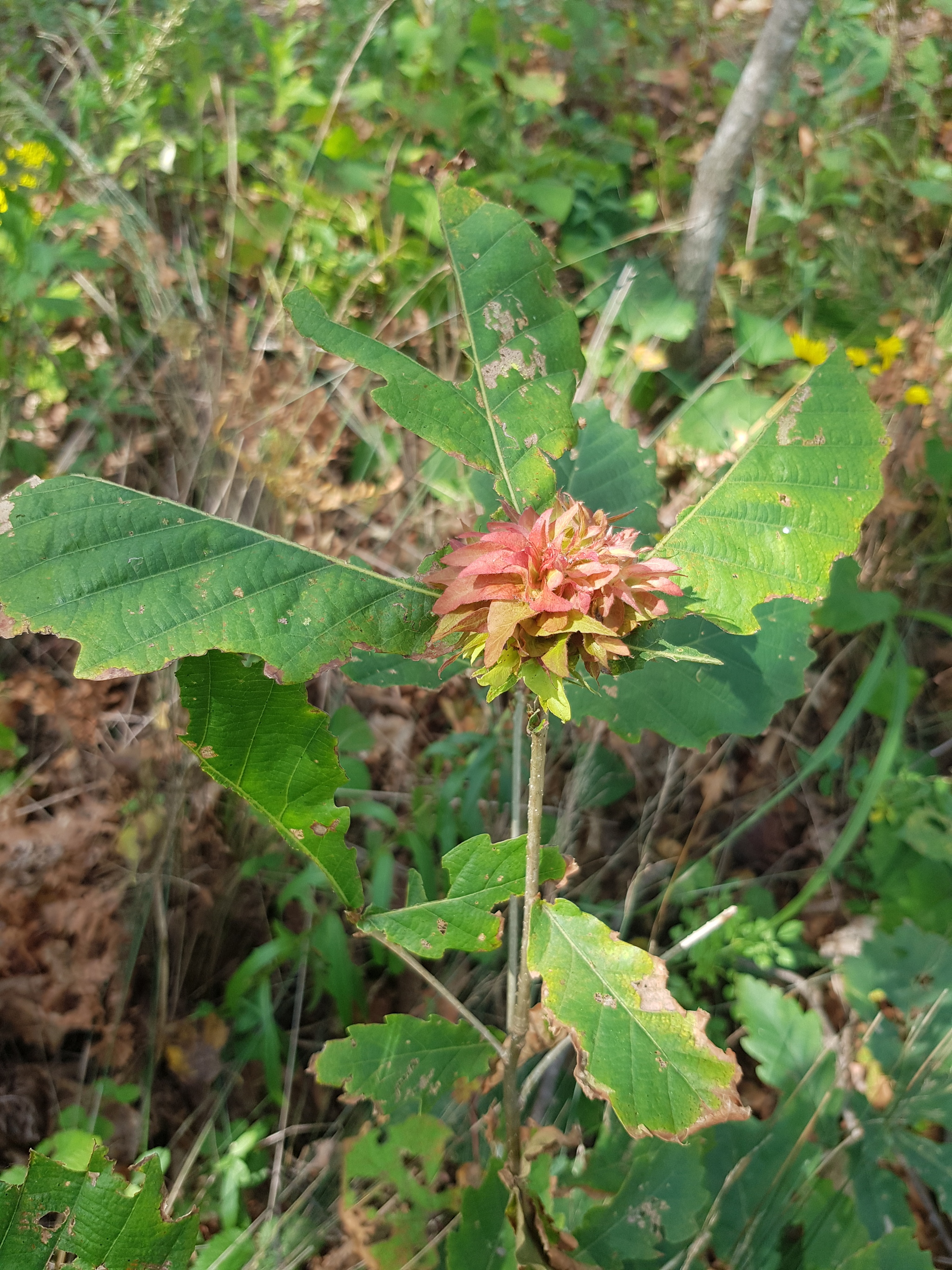 oak flower - My, Images, Primorsky Krai, Oak, Flora, Rare view, Forest, The photo, Tags, Tree, Longpost, Дальний Восток