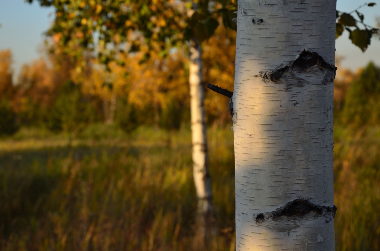 Krasnoyarsk - as I see it. Autumn pictures on Tatyshev Island - My, The photo, Krasnoyarsk, Siberia, Mood, Autumn, Tatyshev Island, Longpost, Walk