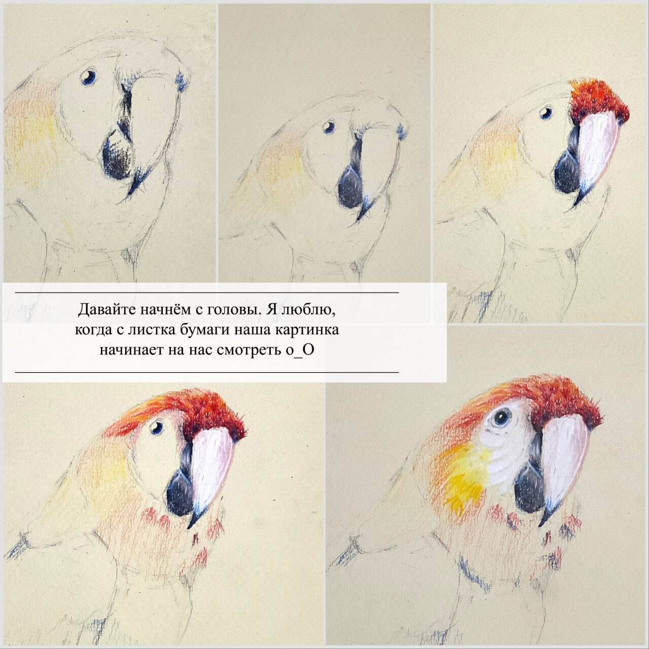 Lesson Red Macaw - My, Lesson, Drawing lessons, Colour pencils, A parrot, Watercolor pencils, Sketch, Art, Longpost, Macaw parrots