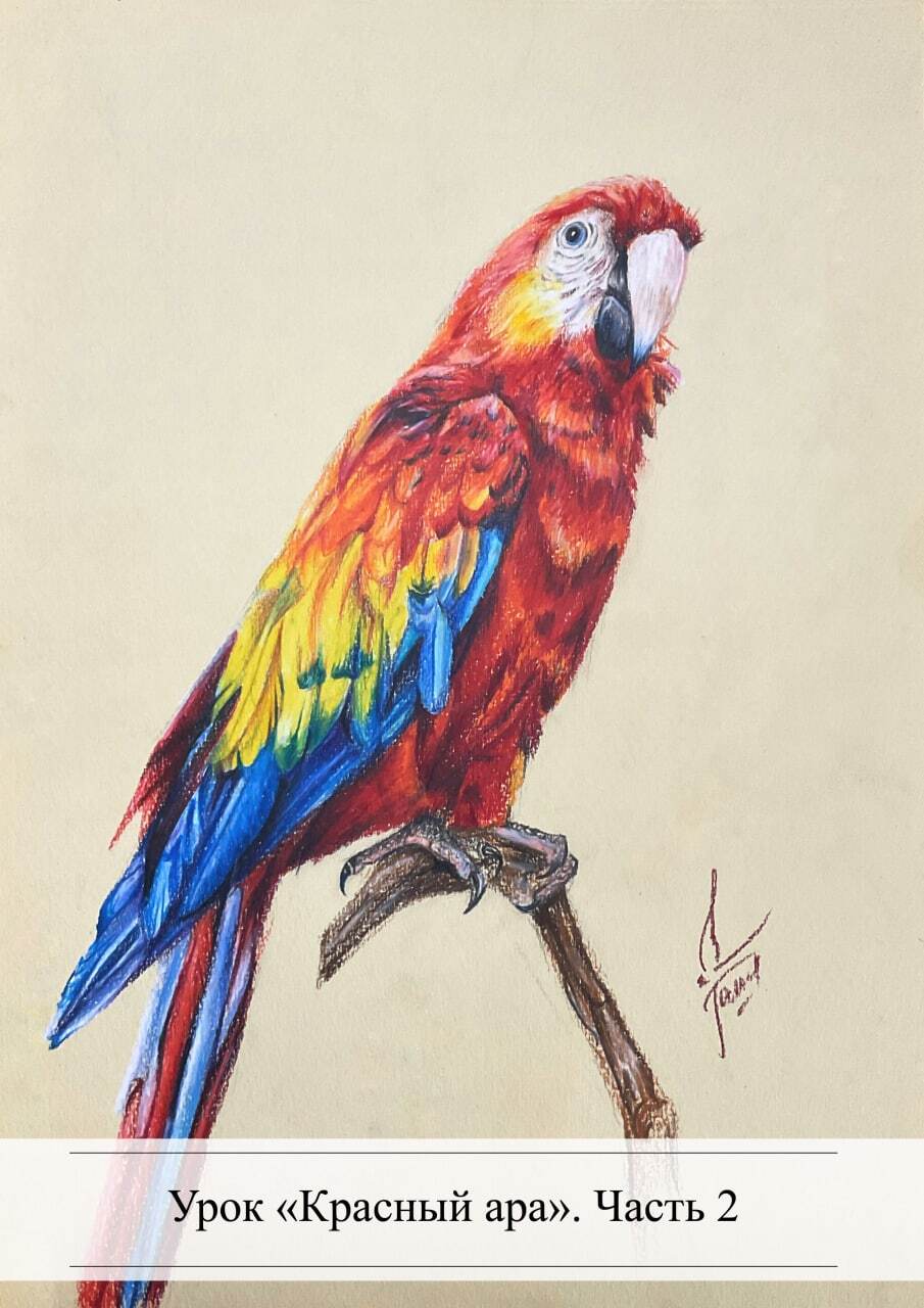 Lesson Red Macaw - My, Lesson, Drawing lessons, Colour pencils, A parrot, Watercolor pencils, Sketch, Art, Longpost, Macaw parrots
