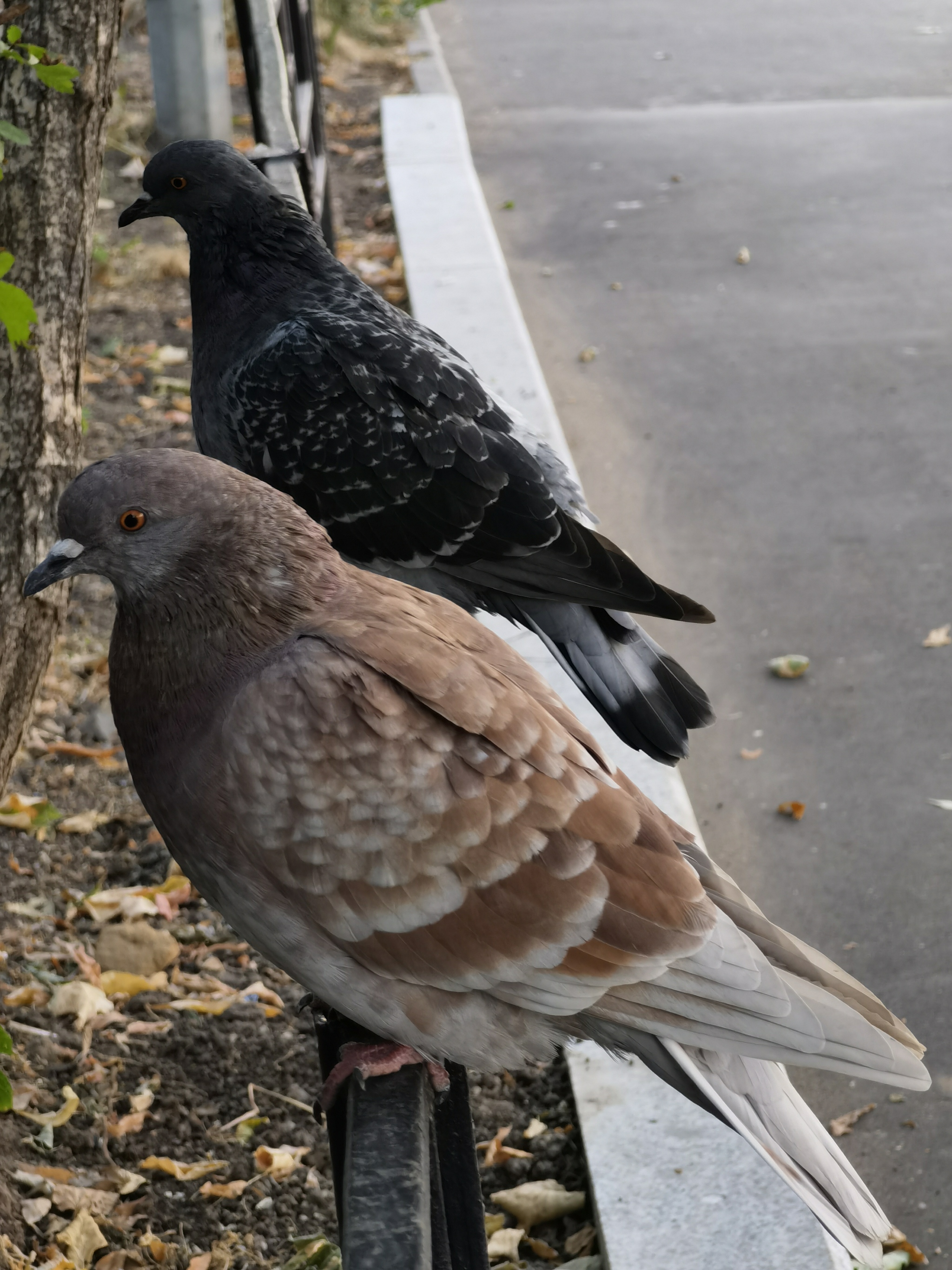 pigeons - My, Birds, Pigeon