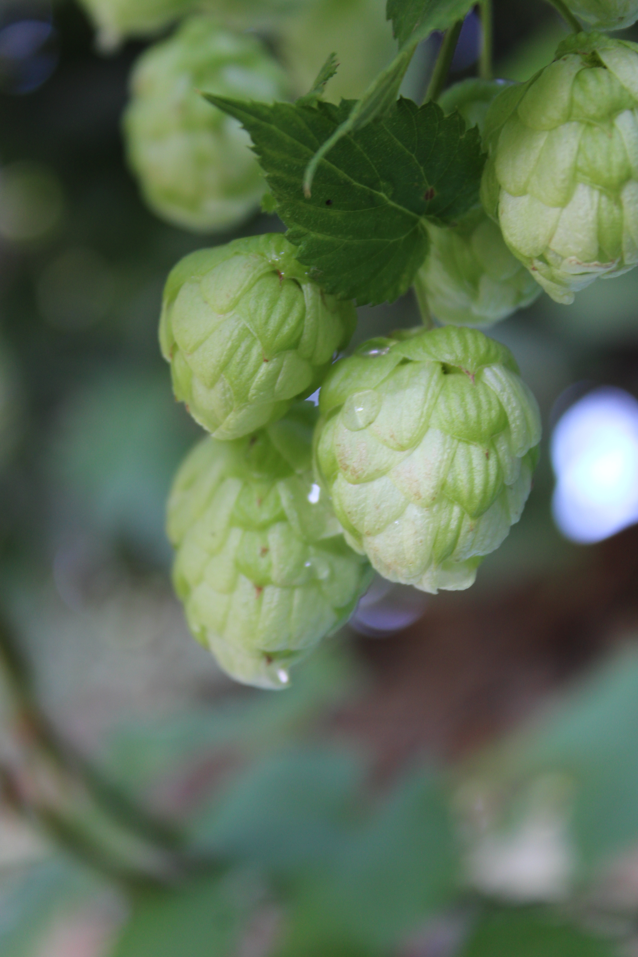 Hop - My, Hop, Plants, beauty of nature, Canon, September, Longpost, Beginning photographer