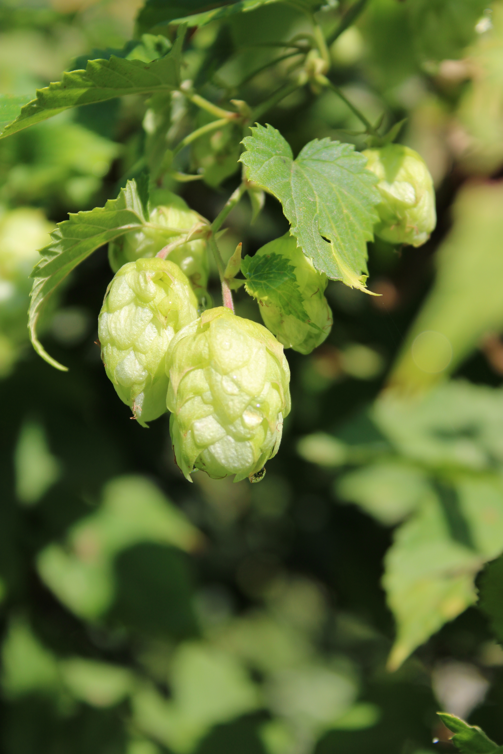 Hop - My, Hop, Plants, beauty of nature, Canon, September, Longpost, Beginning photographer