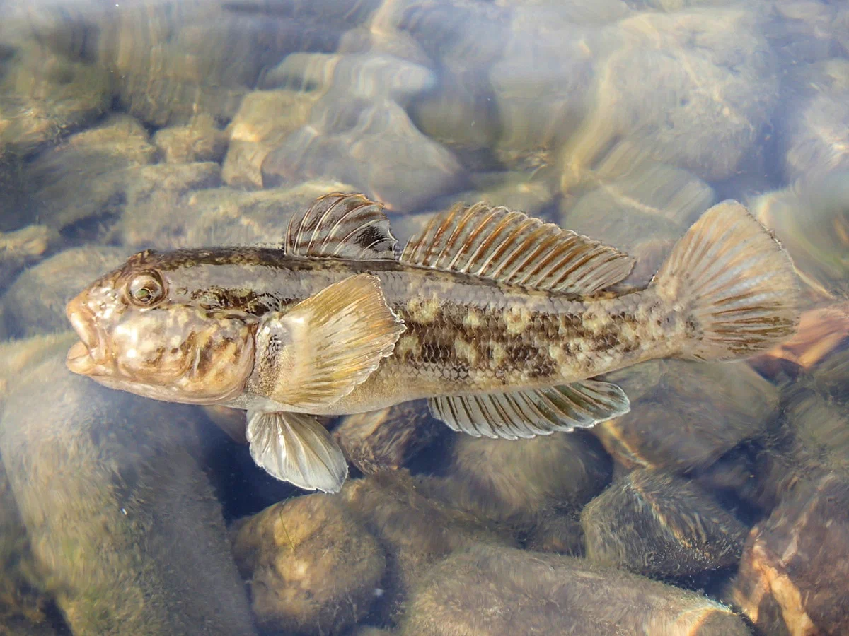 Round goby: A fish with a funny name threatens to destroy the aqua fauna of the Great Lakes and poison people. What's wrong with her? - Goby, A fish, Animal book, Yandex Zen, Longpost