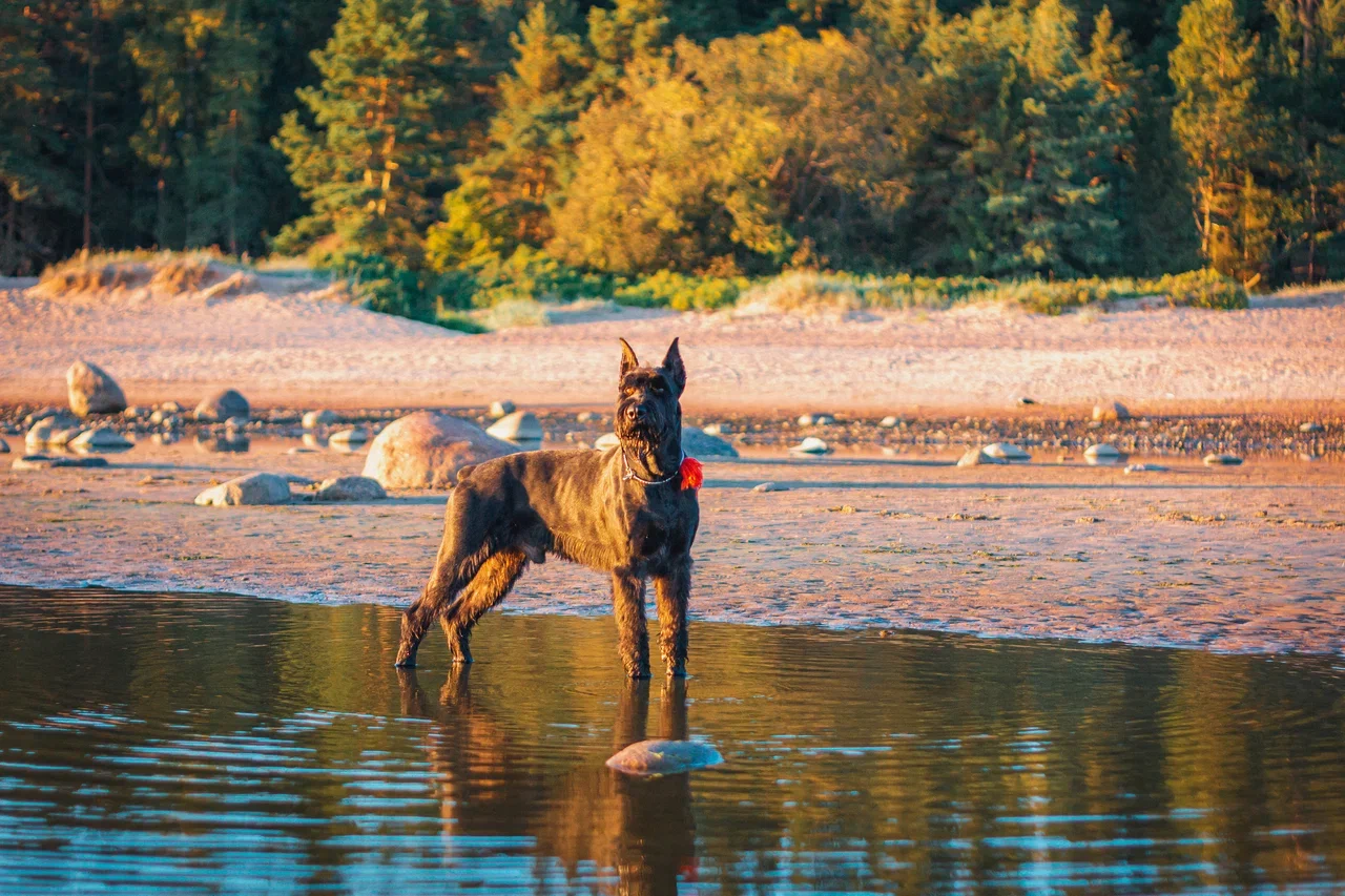 A Day in the Life of a Schnauzer - My, Dog, Pets, Giant schnauzer, Nature, Longpost, The photo