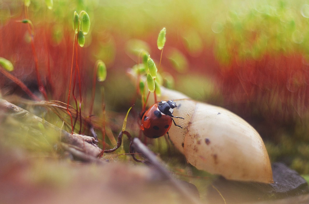 Ladybug Adventures - My, The photo, Nature, Macro photography, The nature of Russia, ladybug, Longpost, beauty of nature
