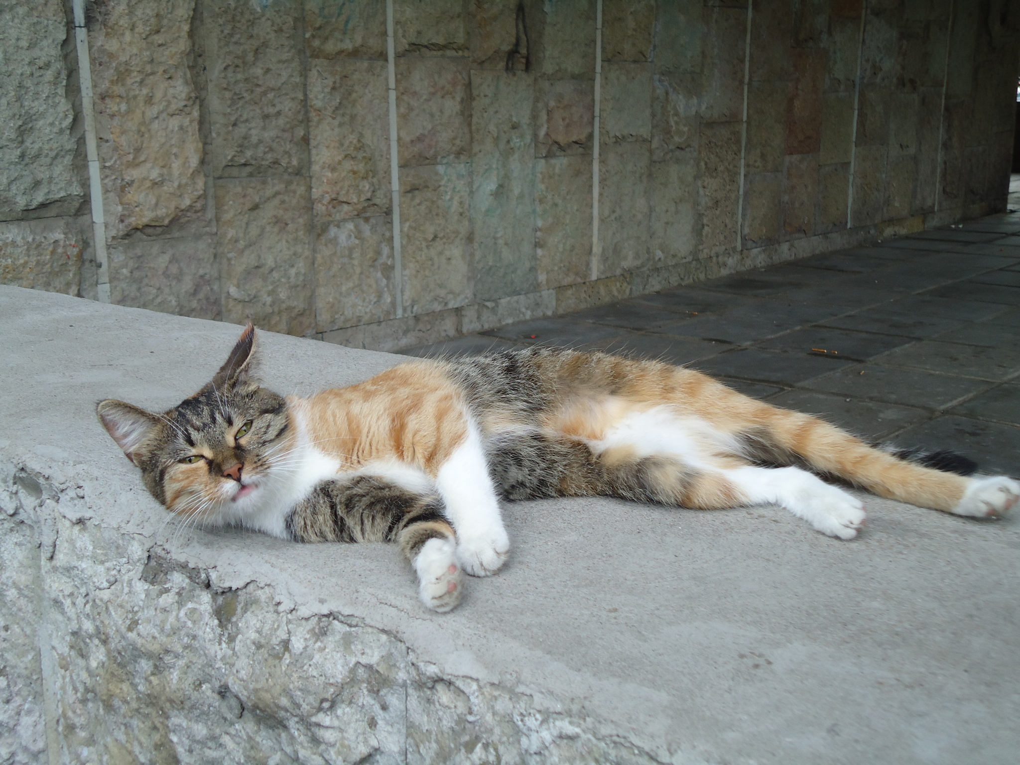 A little bit of cats... hasn't hurt anyone yet - My, cat, Yard, Photo on sneaker, Striped, Muzzle, Longpost