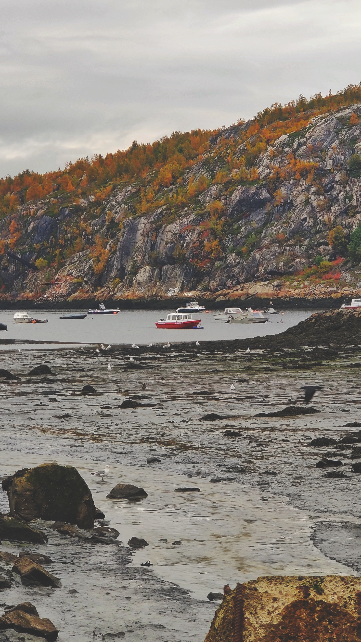 Autumn has come to the North - My, Mobile photography, beauty of nature, Autumn, North, Longpost, Murmansk