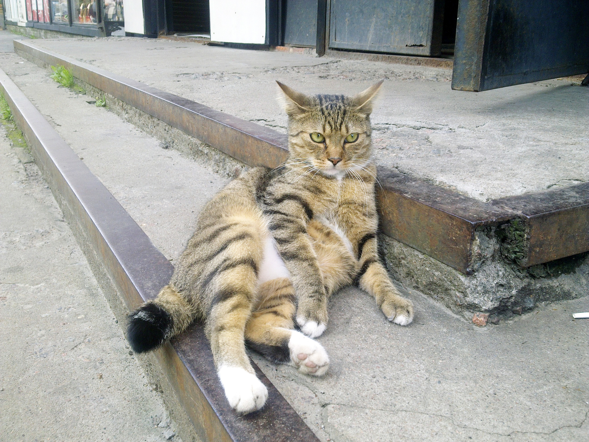 A little bit of cats... hasn't hurt anyone yet - My, cat, Yard, Photo on sneaker, Striped, Muzzle, Longpost