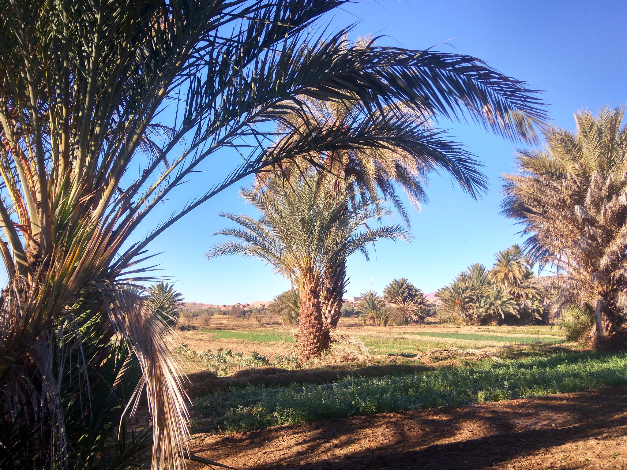 Morocco 2019. Day 9. Sahara. PART 1: - My, Hike, Adventures, The mountains, Author's story, Camping, Туристы, Mountain tourism, Russian language, The words, English language, Russians, Prose, To be continued, Writing, Story, Samizdat, Travels, Morocco, Africa, Longpost, Kola Peninsula