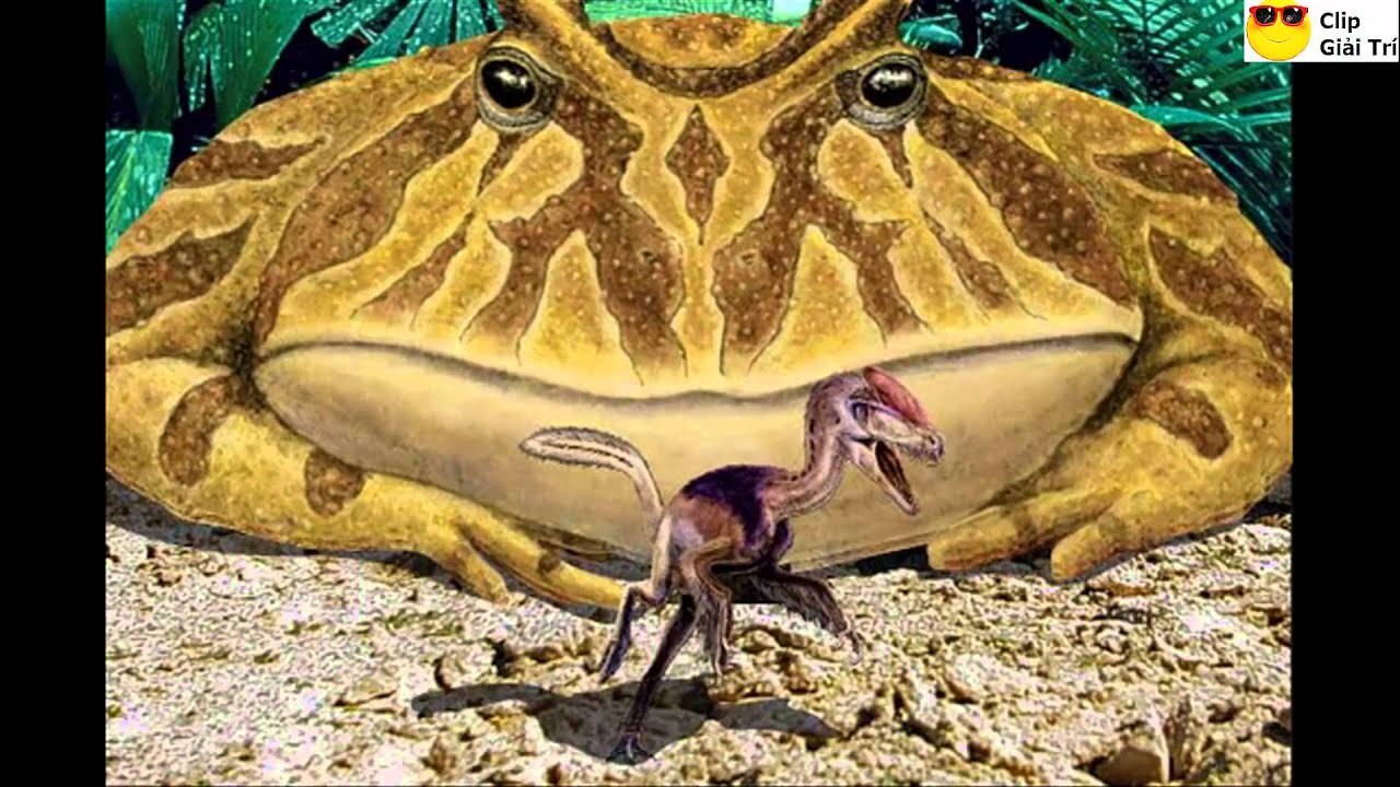 DINOSAUR EATER FROG - My, Around the world, Scientists, The science, Informative, Paleontology, Nauchpop, Research, Biology, Facts, Toad, Wild animals, Dinosaurs, Extinct species, Animal book, Reptiles, Longpost, Animals
