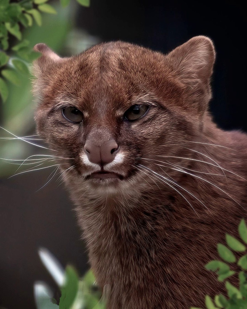 Interesting color - Jaguarundi, Small cats, Cat family, Mammals, Animals, Wild animals, The photo, Predatory animals