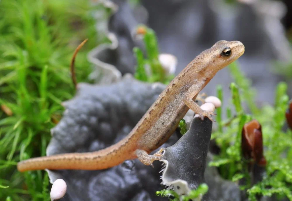 Siberian salamander: Freezes into ice and sleeps for almost 100 years, and then feels great! But heat is deadly for him - Triton, Animal book, Yandex Zen, Longpost