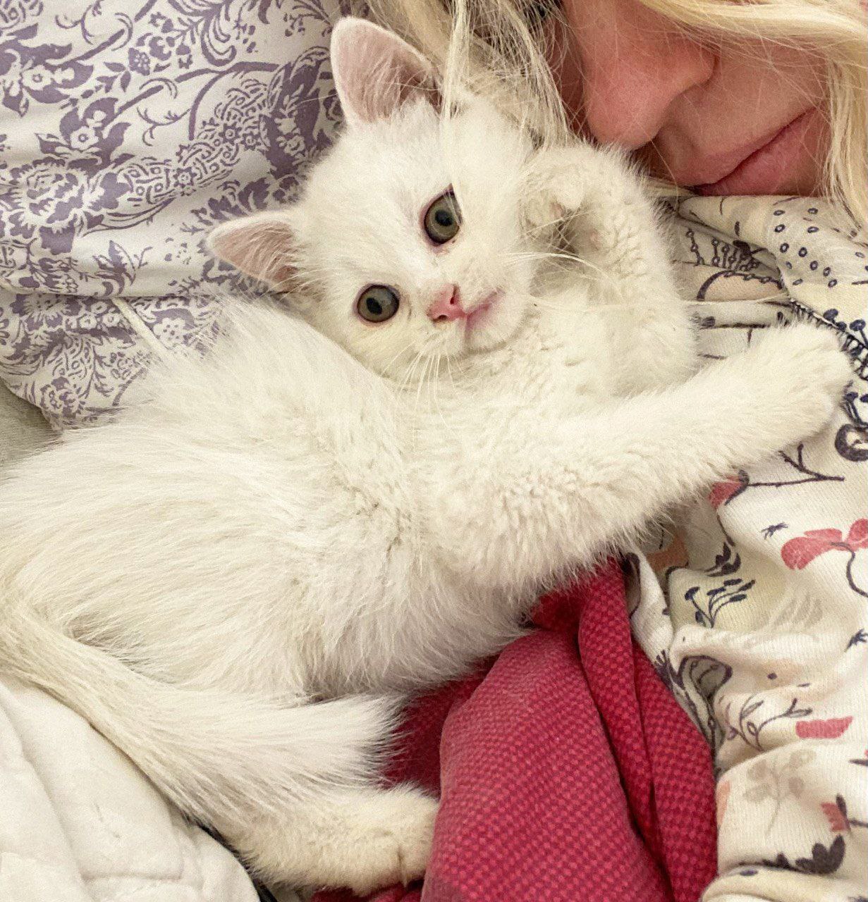 It was-became from a homeless kitten Orlik (greetings from a new home from Moscow) - My, Helping animals, Animal Rescue, Dacha, Longpost, cat, Kittens, Homeless animals, Found a home, It Was-It Was, Vertical video