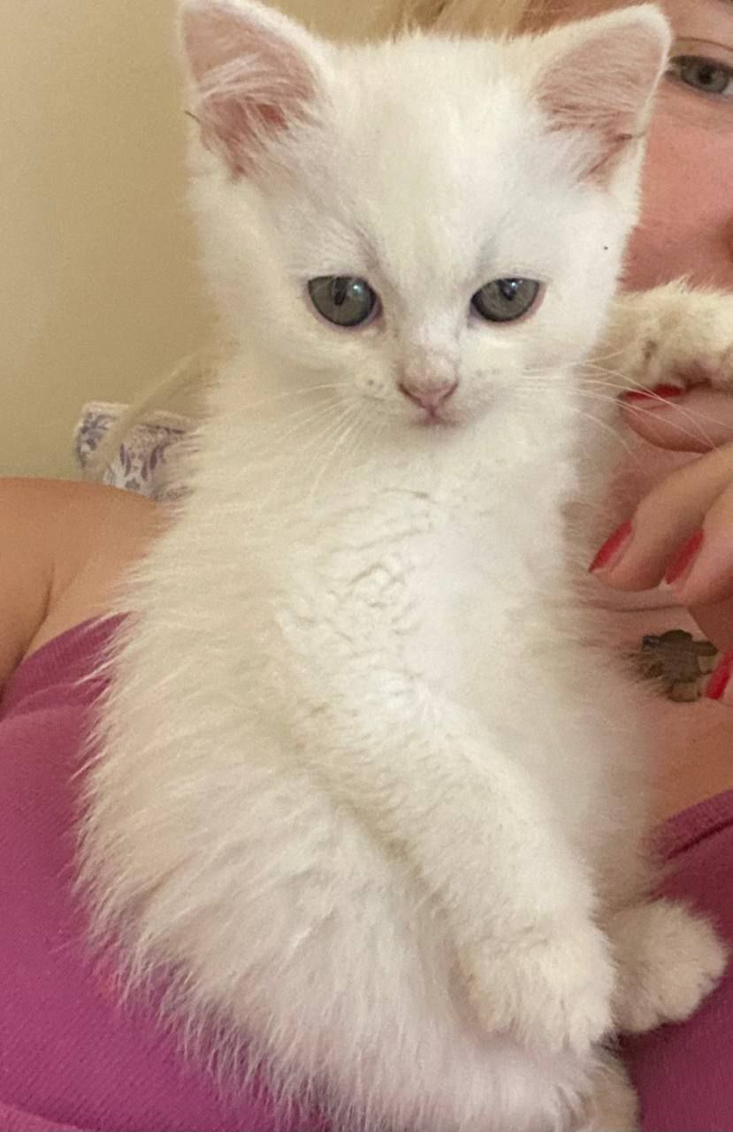 It was-became from a homeless kitten Orlik (greetings from a new home from Moscow) - My, Helping animals, Animal Rescue, Dacha, Longpost, cat, Kittens, Homeless animals, Found a home, It Was-It Was, Vertical video