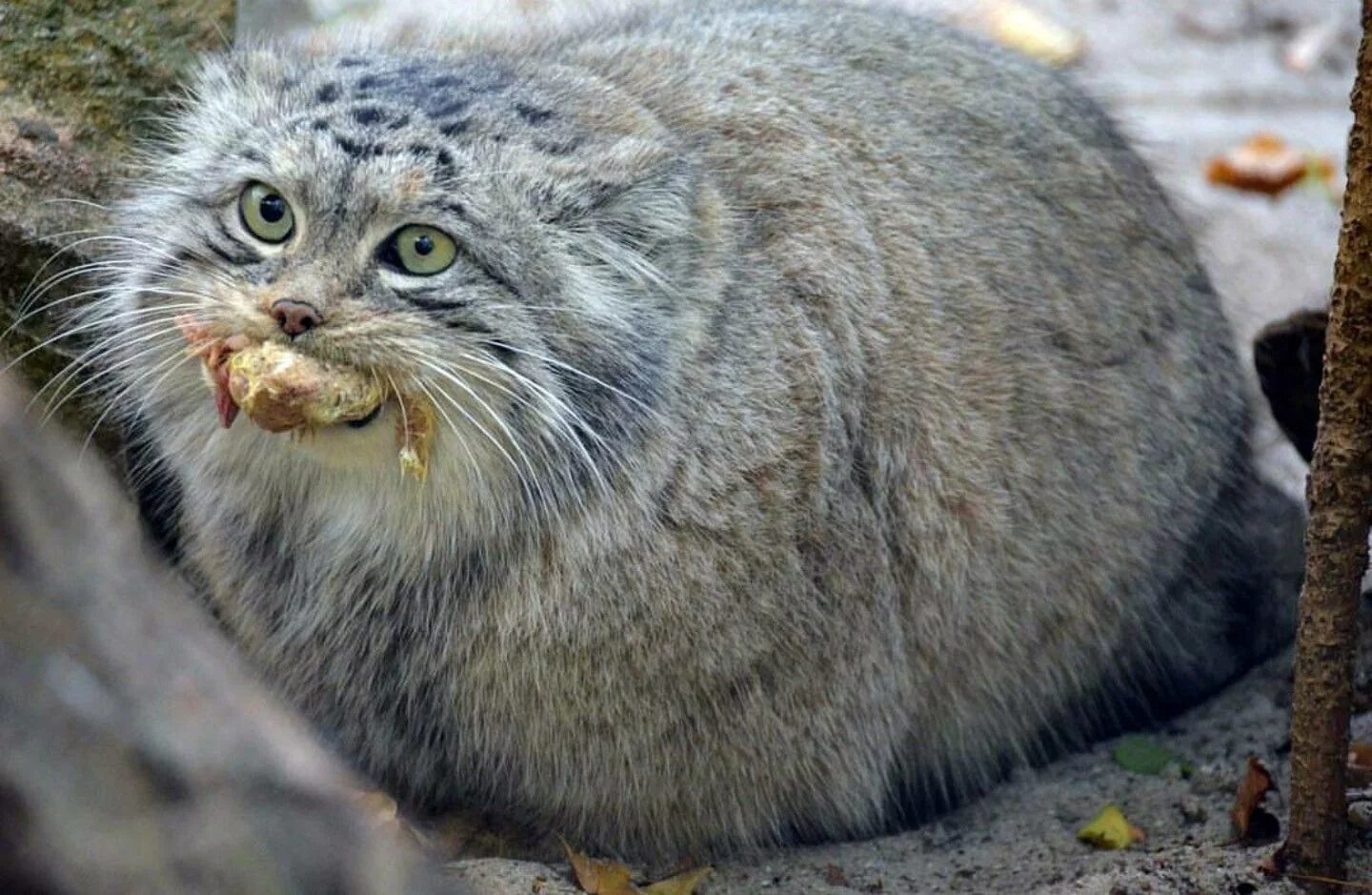 Overate - Pallas' cat, Pet the cat, Diet, Fat cats, Fluffy