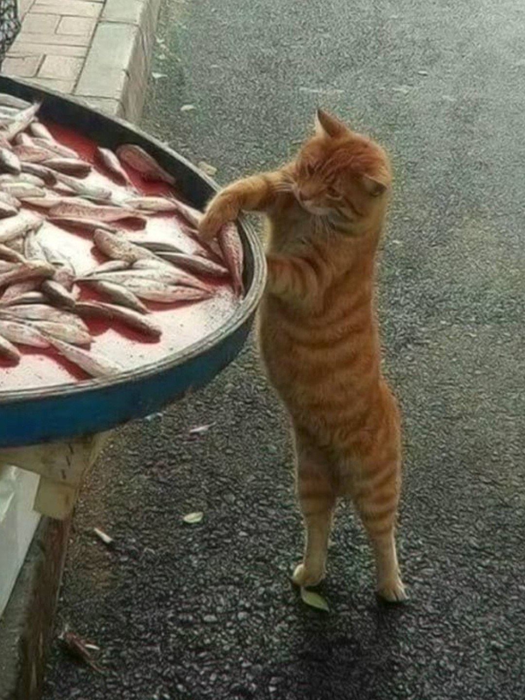 Кот ворует рыбу