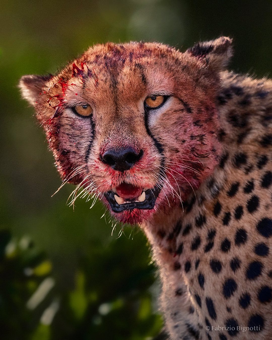 eaten watermelon - Cheetah, Rare view, Small cats, Cat family, Mammals, Animals, Wild animals, wildlife, Nature, Africa, The photo, Blood, Predatory animals