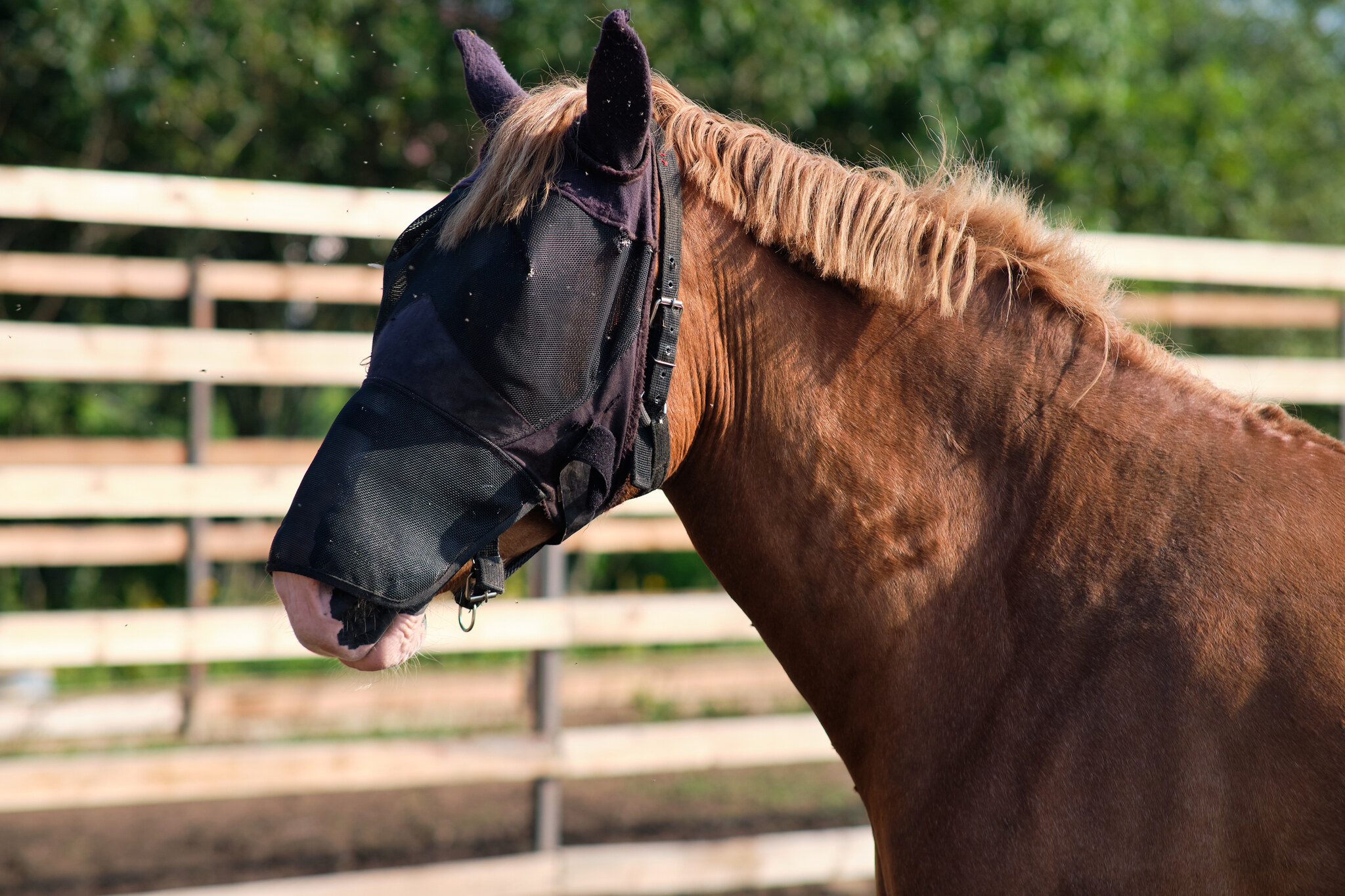 Avensis - My, The photo, Ranch, Avensis, Animals, Longpost