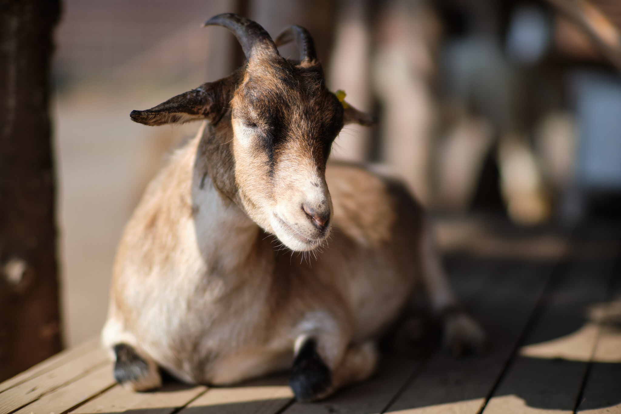 Avensis - My, The photo, Ranch, Avensis, Animals, Longpost