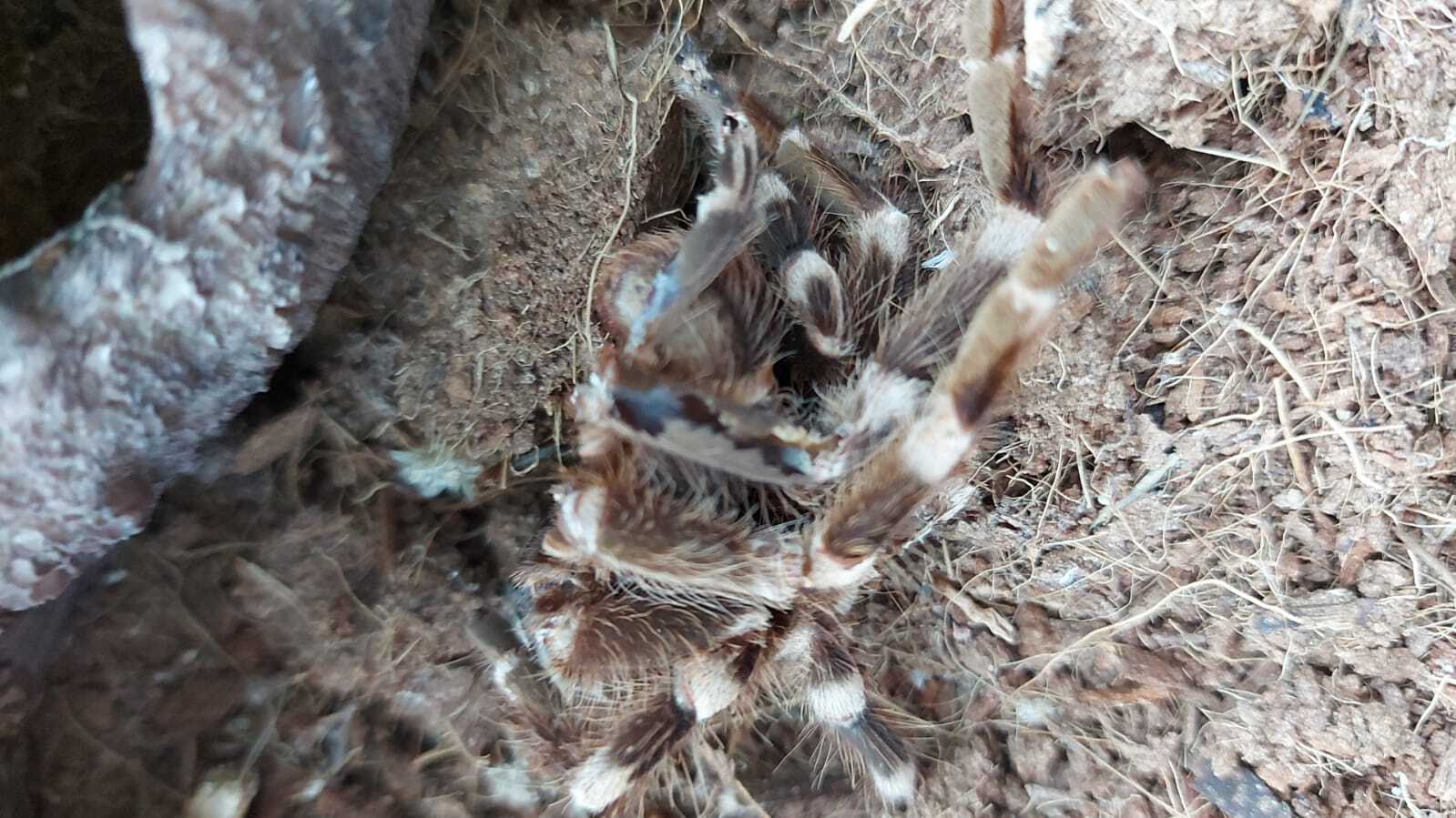 Spider needs help. Moscow - No rating, Bird spiders, Moscow, Help, Spider, In good hands, Longpost