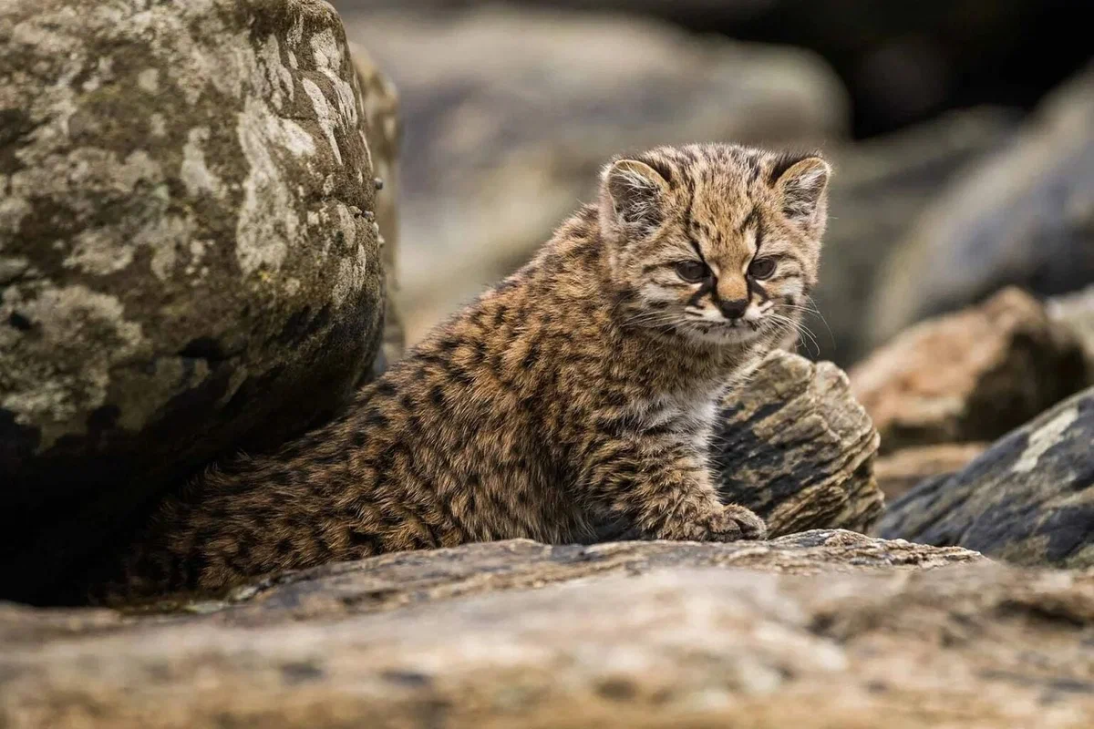 Kodkod: Smooth holes on the prey's neck. How a small wild cat made the locals think he was a vampire - Codecode, Animal book, Yandex Zen, Longpost, Cat family, Predatory animals, Wild animals, Small cats