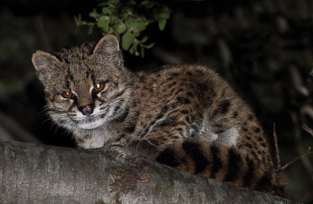 Kodkod: Smooth holes on the prey's neck. How a small wild cat made the locals think he was a vampire - Codecode, Animal book, Yandex Zen, Longpost, Cat family, Predatory animals, Wild animals, Small cats