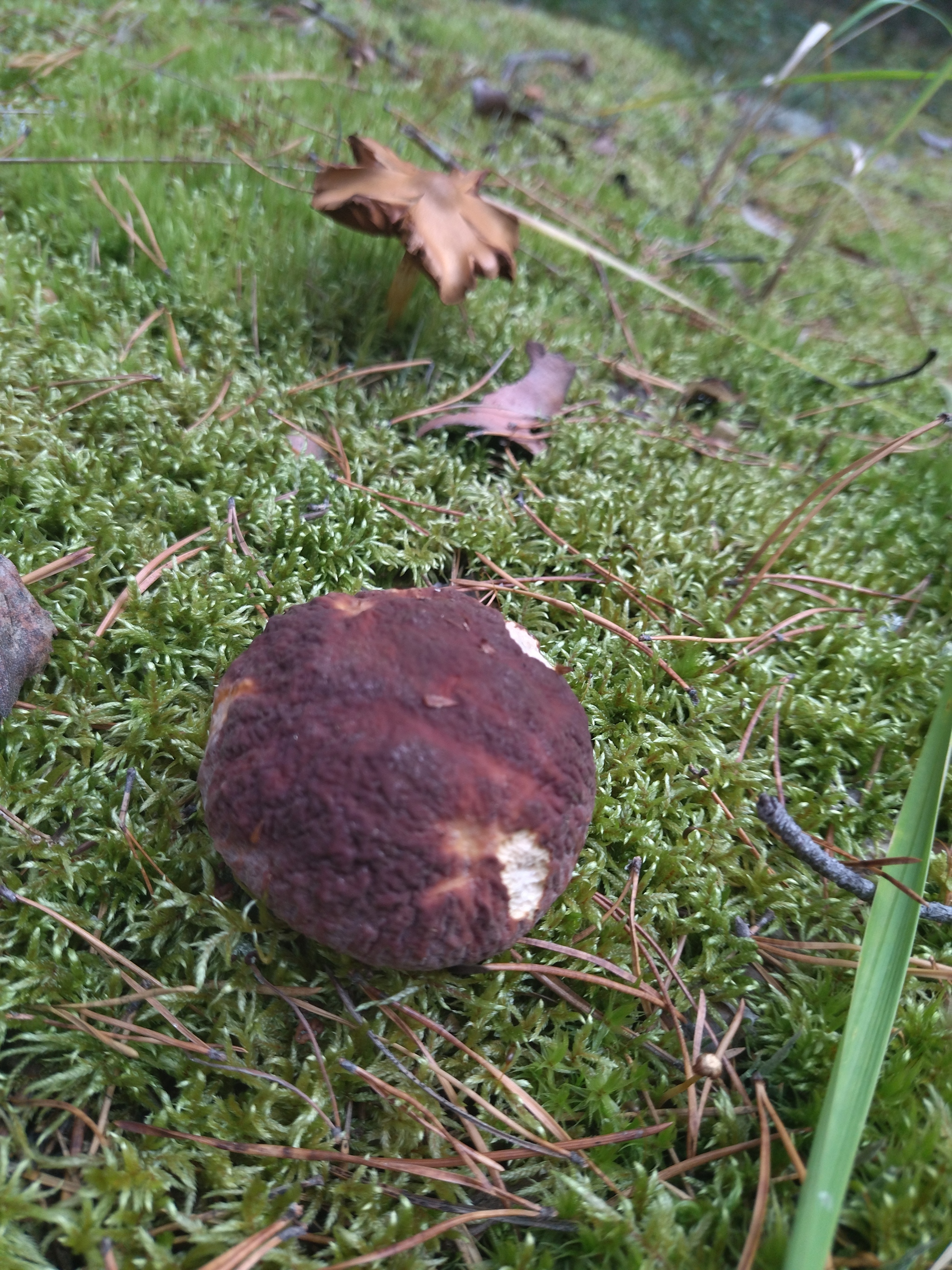 Mushrooms, Tyumen - My, Mushrooms, Borovik, Longpost